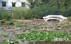 中山紫馬嶺公園旅遊攻略之水生植物園