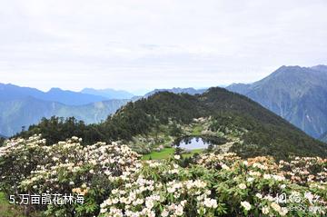 芦山大川河旅游景区-万亩鹃花林海照片