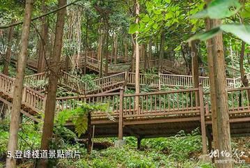 廣西高峰森林公園-登峰棧道照片
