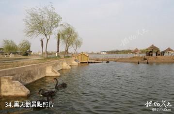 江蘇永豐林農業生態園-黑天鵝照片