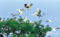 信陽南灣湖旅遊攻略之鳥島