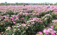 上海薰衣草公園旅遊攻略之玫瑰園