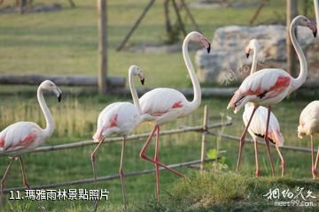 南通森林野生動物園-瑪雅雨林照片