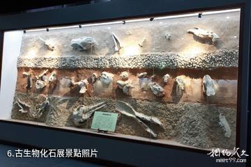 蘭州大學博物館-古生物化石展照片