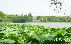 安慶菱湖旅遊攻略之荷塘