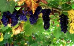 大興采育葡萄大世界觀光採摘園旅遊攻略之葡萄