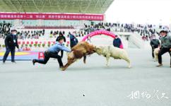 温泉县那达慕体育公园旅游攻略之斗羊