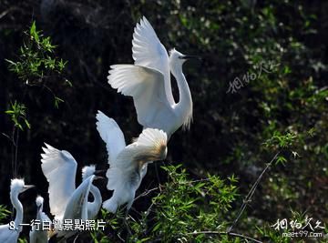 重慶三多橋白鷺園-一行白鷺照片