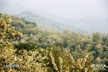 河南灵宝燕子山风景区-槐树林照片