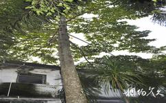 兴隆南国热带雨林游览区旅游攻略之印尼归侨家园