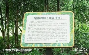 儋州海南熱帶植物園-木本油料區照片