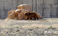 新疆天山野生动物园旅游攻略之熊馆