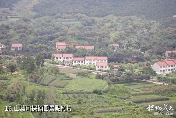 遷安山葉口自然風景區-山葉口採摘園照片