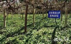 重慶黃水藥用植物園旅遊攻略之中藥材