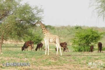 布吉納法索瓦加杜古-動物園照片