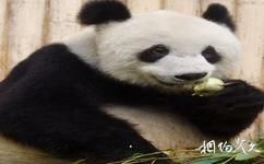 深圳野生動物園旅遊攻略之熊貓館