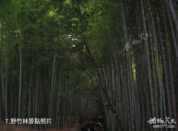 珠江源風景區-野竹林照片