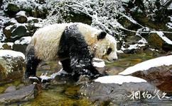陕西长青国家级自然保护区旅游攻略之动物资源