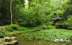 杭州虎跑夢泉旅遊攻略之山徑旁的水池