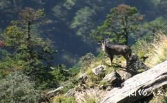 甘肃白水江国家级自然保护区旅游攻略之动物资源