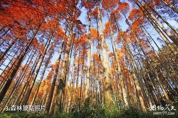靖州排牙山森林公園-森林照片