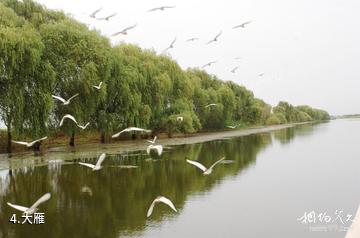淮南焦岗湖国家湿地公园-大雁照片