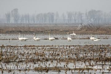 天津古海岸與濕地國家級自然保護區-鳥類照片