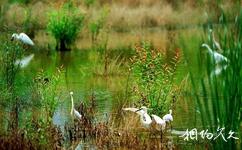 杭州西溪国家湿地公园旅游攻略之莲滩鹭影