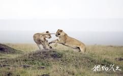 肯亞馬賽馬拉國家保護區旅遊攻略之獅子
