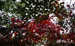 平定冠山森林公园旅游攻略之红叶