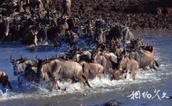 澳大利亞卡卡杜國家公園旅遊攻略之水牛