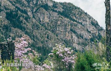 甘孜查呈溝天浴溫泉景區-杜鵑叢林照片