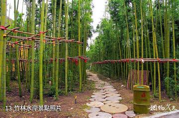 臨沂蘭陵國家農業公園-竹林水岸照片