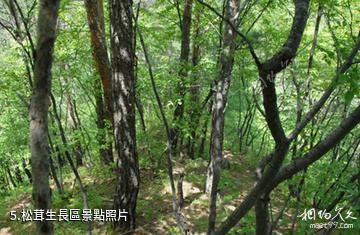吉林天佛指山國家級自然保護區-松茸生長區照片