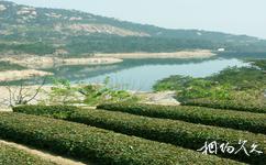 青岛二龙山生态旅游攻略之茶文化