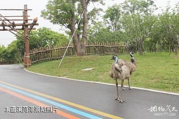 南通森林野生動物園-蘆溪菏澤照片