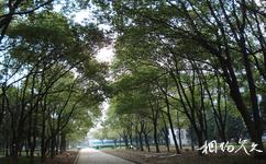中國地質大學（武漢）校園概況之西區小樹林