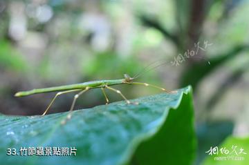 馬來西亞姆祿國家公園-竹節蟲照片