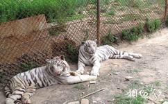北京八达岭野生动物世界旅游攻略之白虎