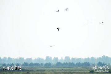 黑龙江洪河国家级自然保护区-东方白鹳照片