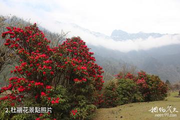 西藏勒布溝景區-杜鵑花照片