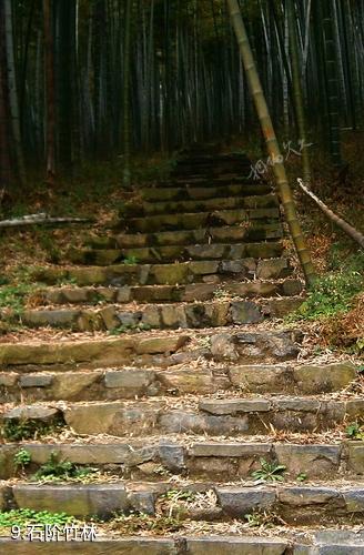 杭州东明山森林公园-石阶竹林照片