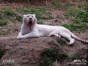重庆野生动物世界-白虎园照片