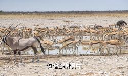 纳米比亚埃托沙国家公园驴友相册