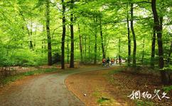 荷兰乌德勒支市旅游攻略之荷兰国家森林公园