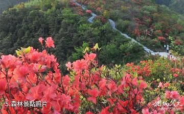 新化大熊山景區-森林照片