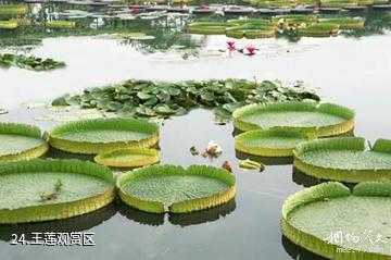 三水荷花世界-王莲观赏区照片