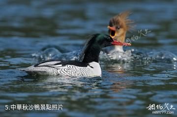 會南會澤黑頸鶴國家級自然保護區-中華秋沙鴨照片