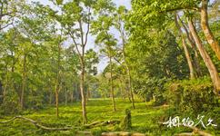尼泊爾奇特旺國家森林公園旅遊攻略之叢林徒步