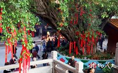 赣州寿量寺旅游攻略之许愿树